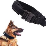 Dog Collar Adjustable